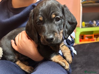 Miniature Dachshund dogs - Advert 35