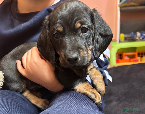 Miniature Dachshund dogs - Advert 3