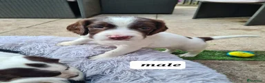 English Springer Spaniel 1