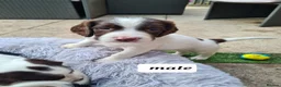 English Springer Spaniel dogs for sale: Engilish springer spaniel puppies  - Advert 6