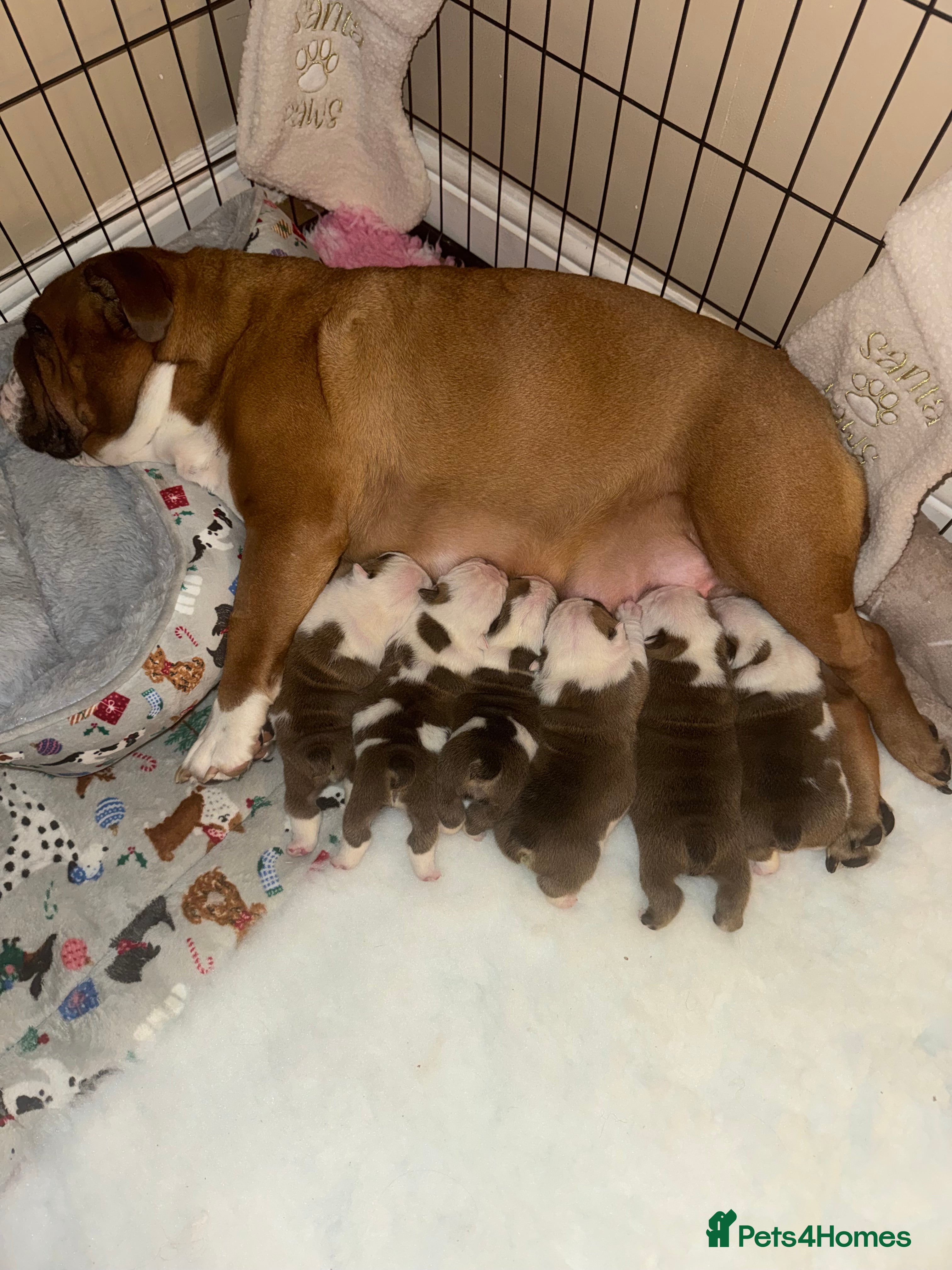 English Bulldog dogs Stunning English bulldog puppies  - Advert 5