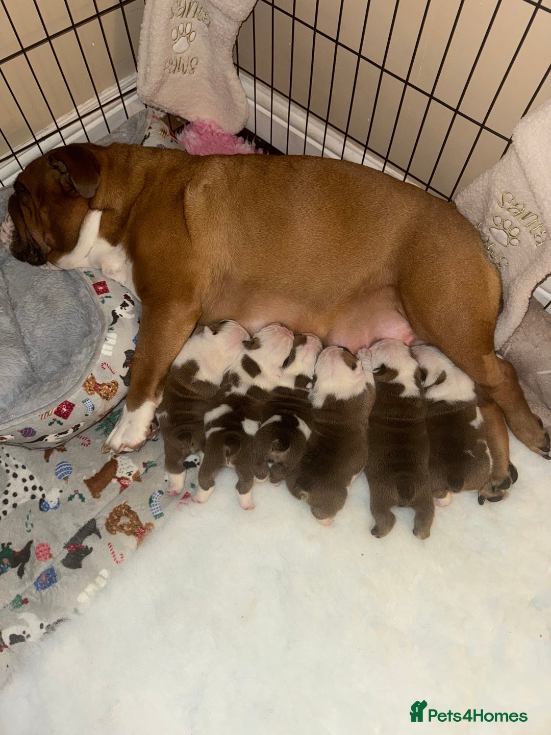 English Bulldog dogs for sale: Stunning English bulldog puppies  - Advert 1