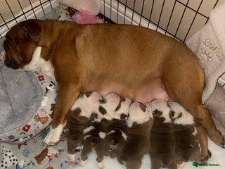 English Bulldog dogs Stunning English bulldog puppies - Advert 2