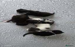 Domestic Shorthair cats for sale: A little of 5 beautiful kittens! - Advert 11