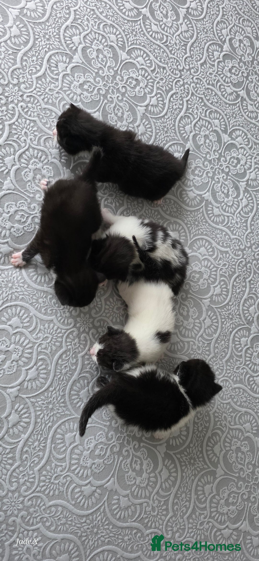 Domestic Shorthair cats for sale: A little of 5 beautiful kittens! - Advert 11