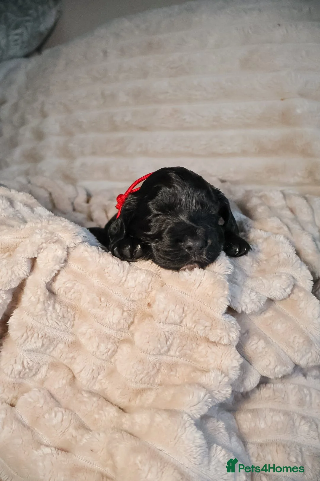 Cocker Spaniel dogs for sale: Cocker Spaniel Puppies - Advert 16