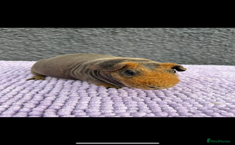 Guinea Pig rodents - Advert 3