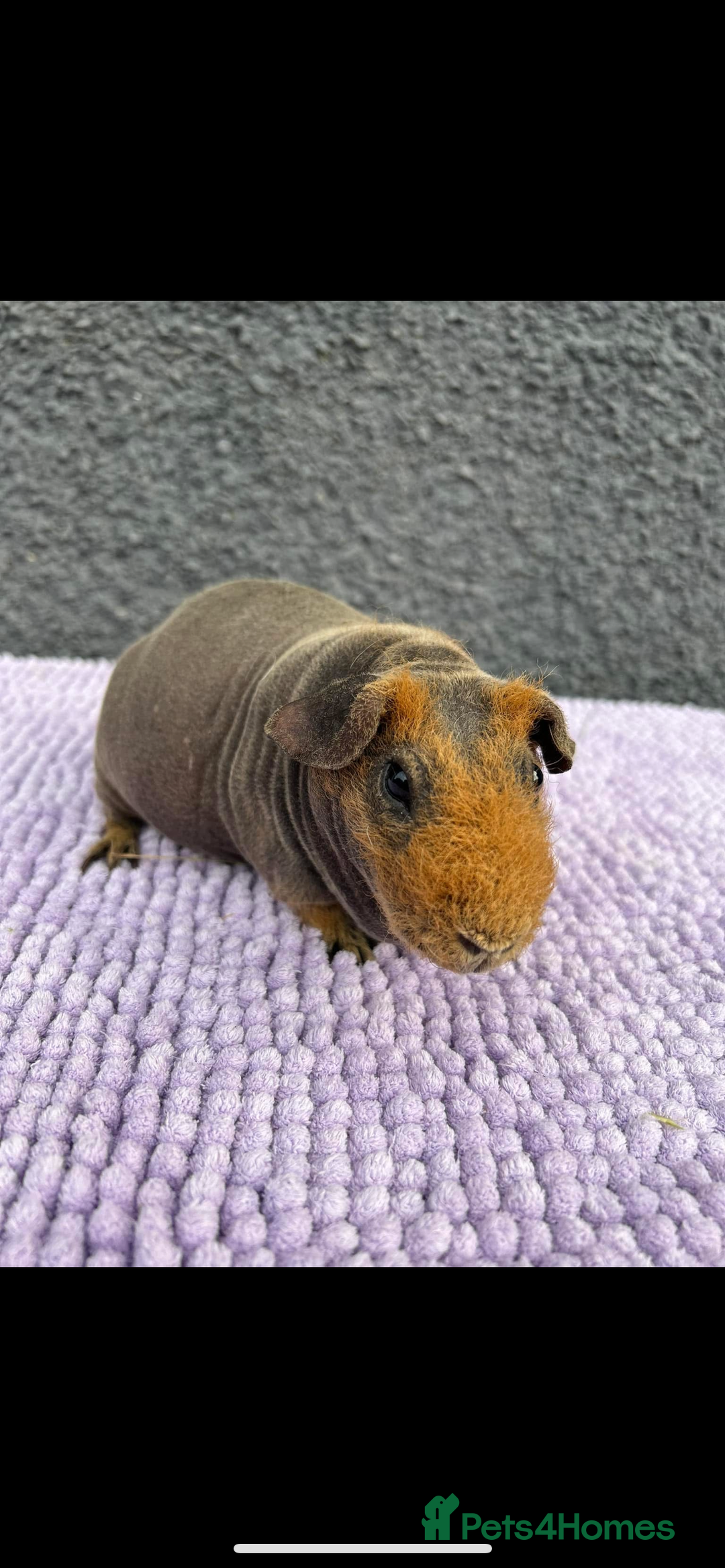 Guinea Pig rodents for sale: Guinea pigs  - Image 1