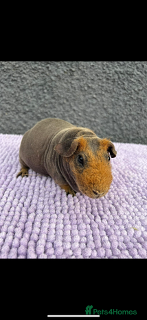 Guinea Pig rodents - Advert 3