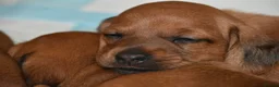 Miniature Dachshund dogs for stud: KC Registered Cream Long Haired Dachshund Stud - Advert 17