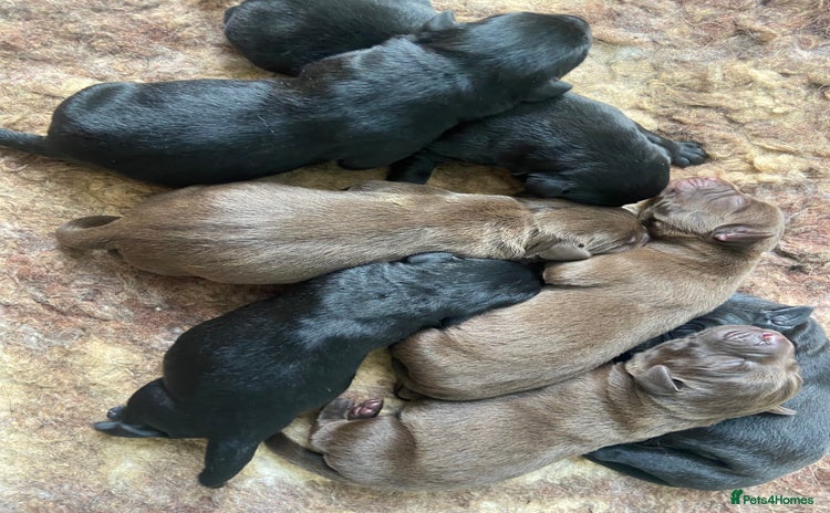 Labrador Retriever dogs - Advert 2