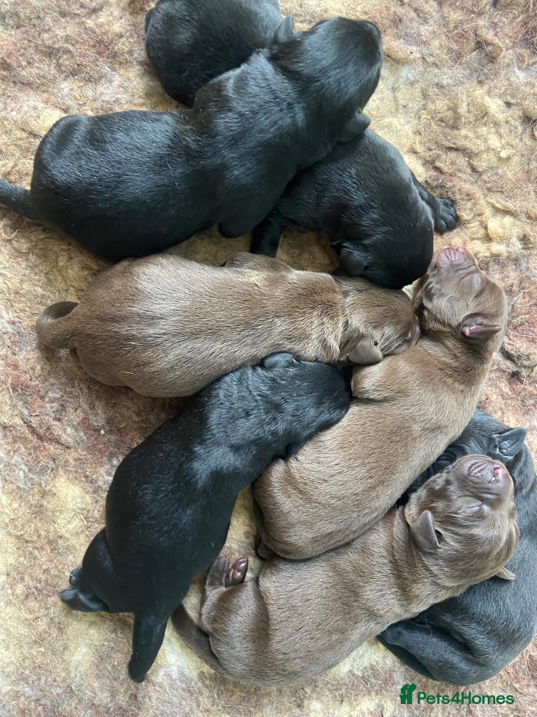 Labrador Retriever dogs for sale: KC registered Labrador pups ready October  - Image 2