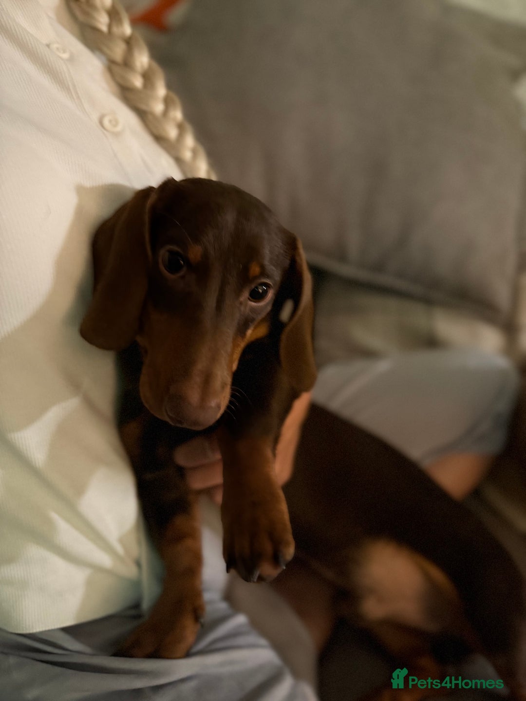 Miniature Dachshund dogs for sale: Gorgeous miniature dachshund  - Image 4