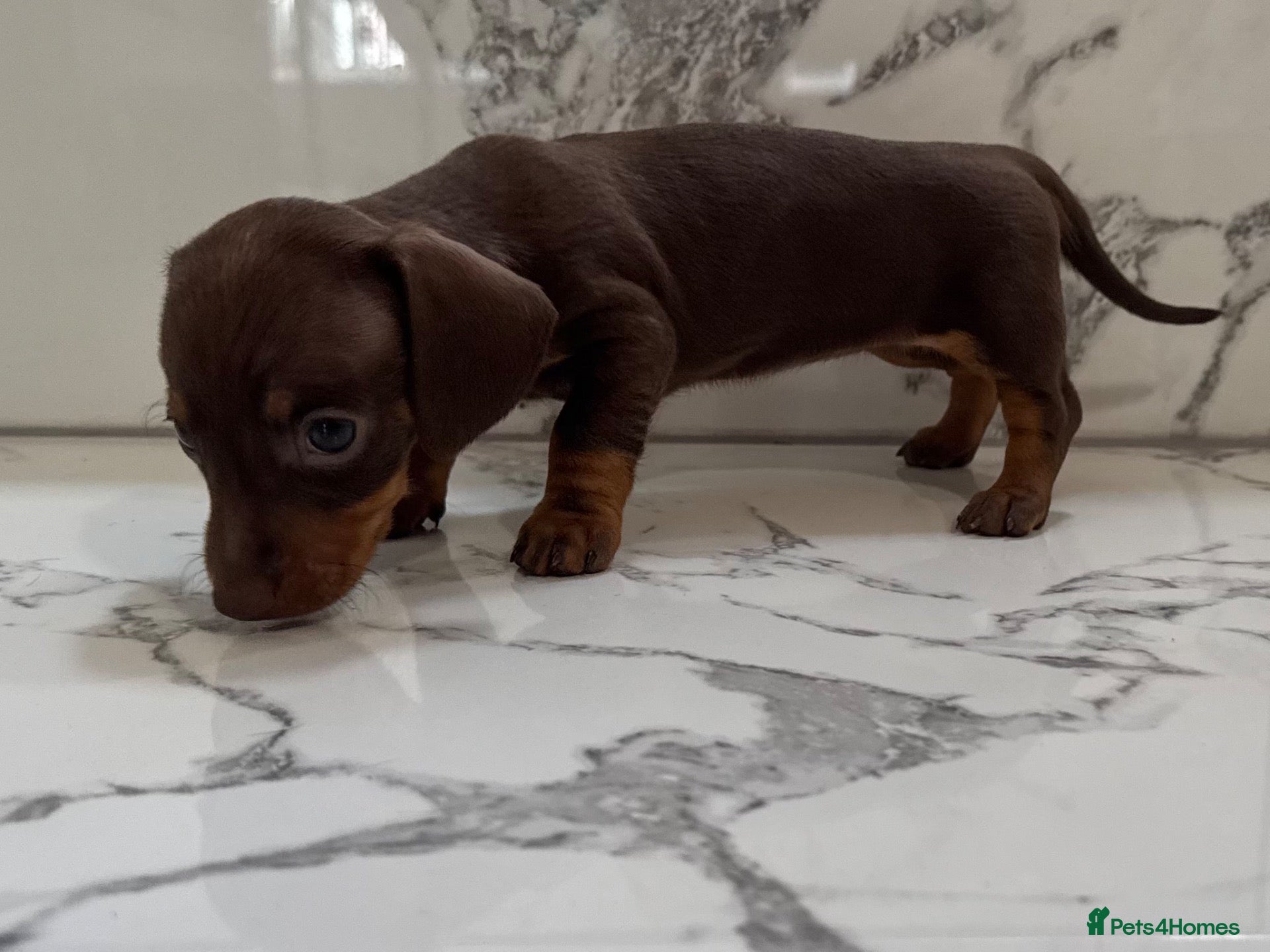 Miniature Dachshund dogs Ready now. 1 little girl left. KC mini dachshunds - Advert 1