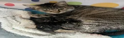 Mixed Breed cats for sale: 3 beautiful kittens  - Advert 1