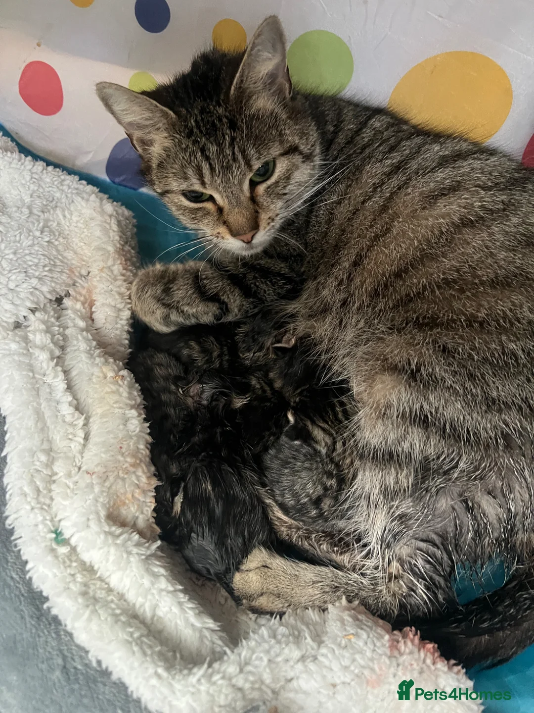Mixed Breed cats for sale: 3 beautiful kittens  - Advert 1