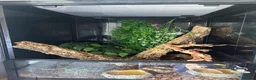Gecko reptiles for sale: crested lily white gecko in Kettering - Advert 4