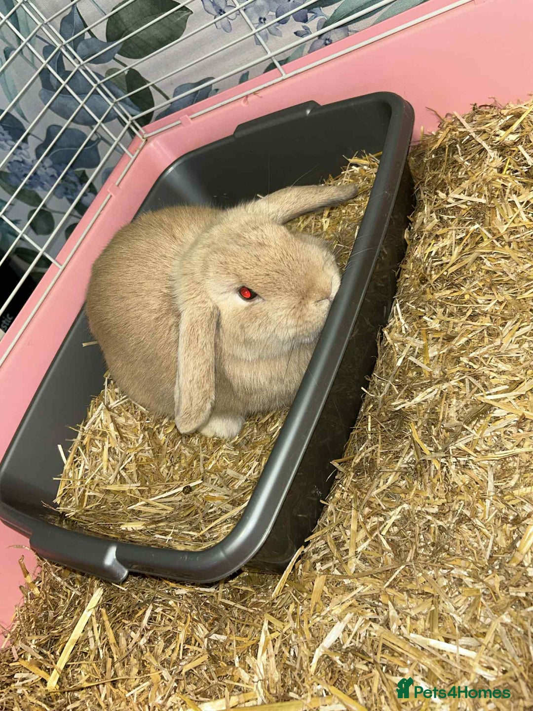 Mini Lion Lop rabbits for sale: Male and female mini lop - Advert 4