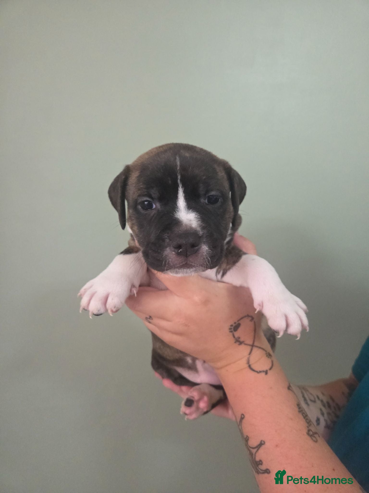 Mixed Breed dogs LAST GIRL!! American bulldog x staffy  - Advert 18