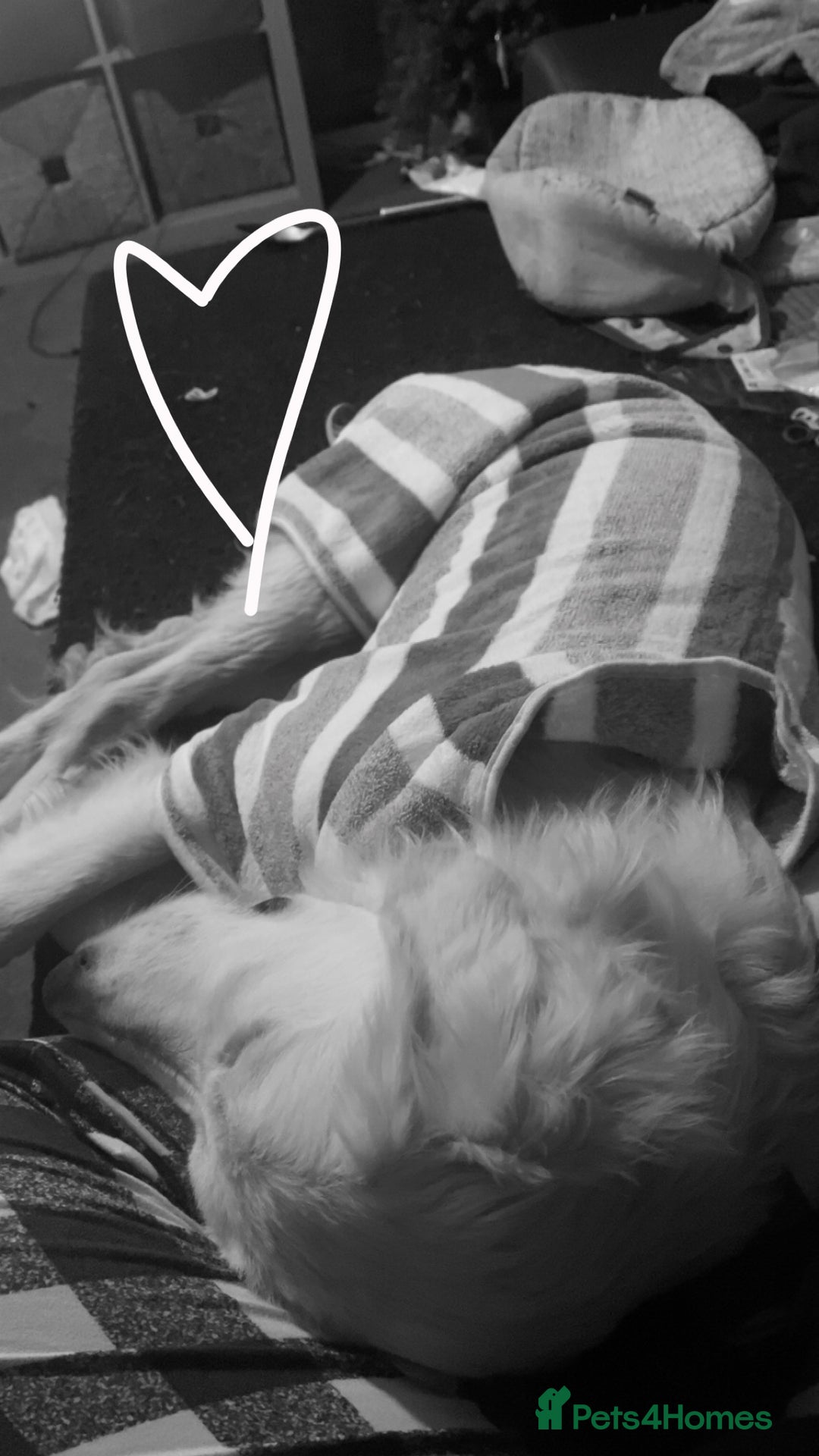 Golden Retriever dogs for sale: Jasper (7 months old) - Advert 3