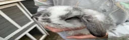 Mini Lop rabbits for sale: Mini Lop GIRLS ready to leave 20th May  - Advert 3