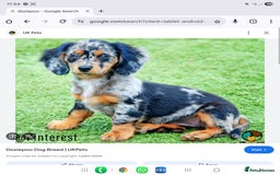 Mixed Breed dogs for sale: Doxiepoos  - Image 20