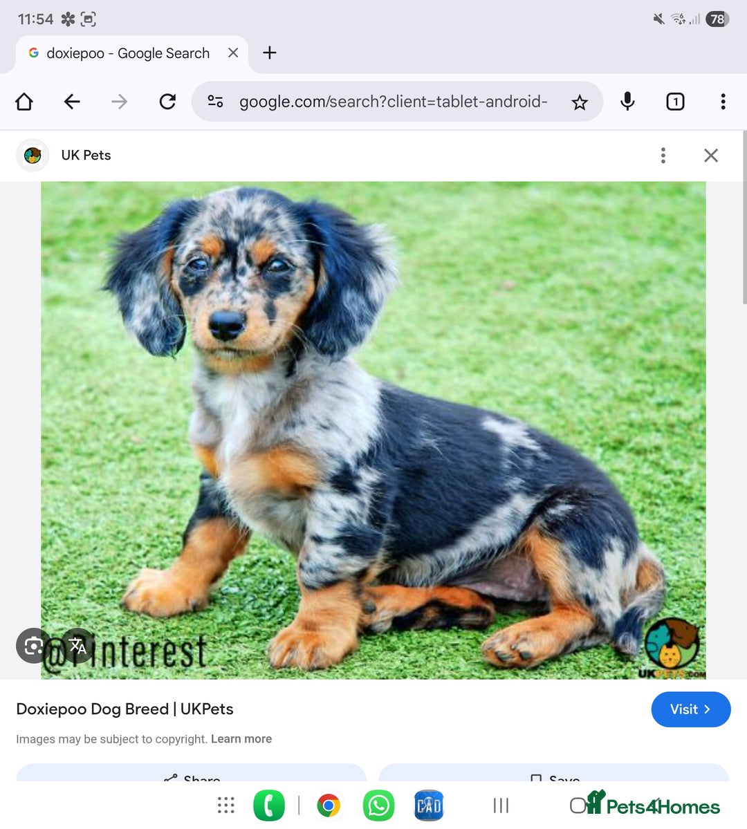 Mixed Breed dogs for sale: Doxiepoos  - Image 20