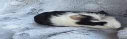 Guinea Pig rodents for sale: Baby guinea pigs - Advert 3
