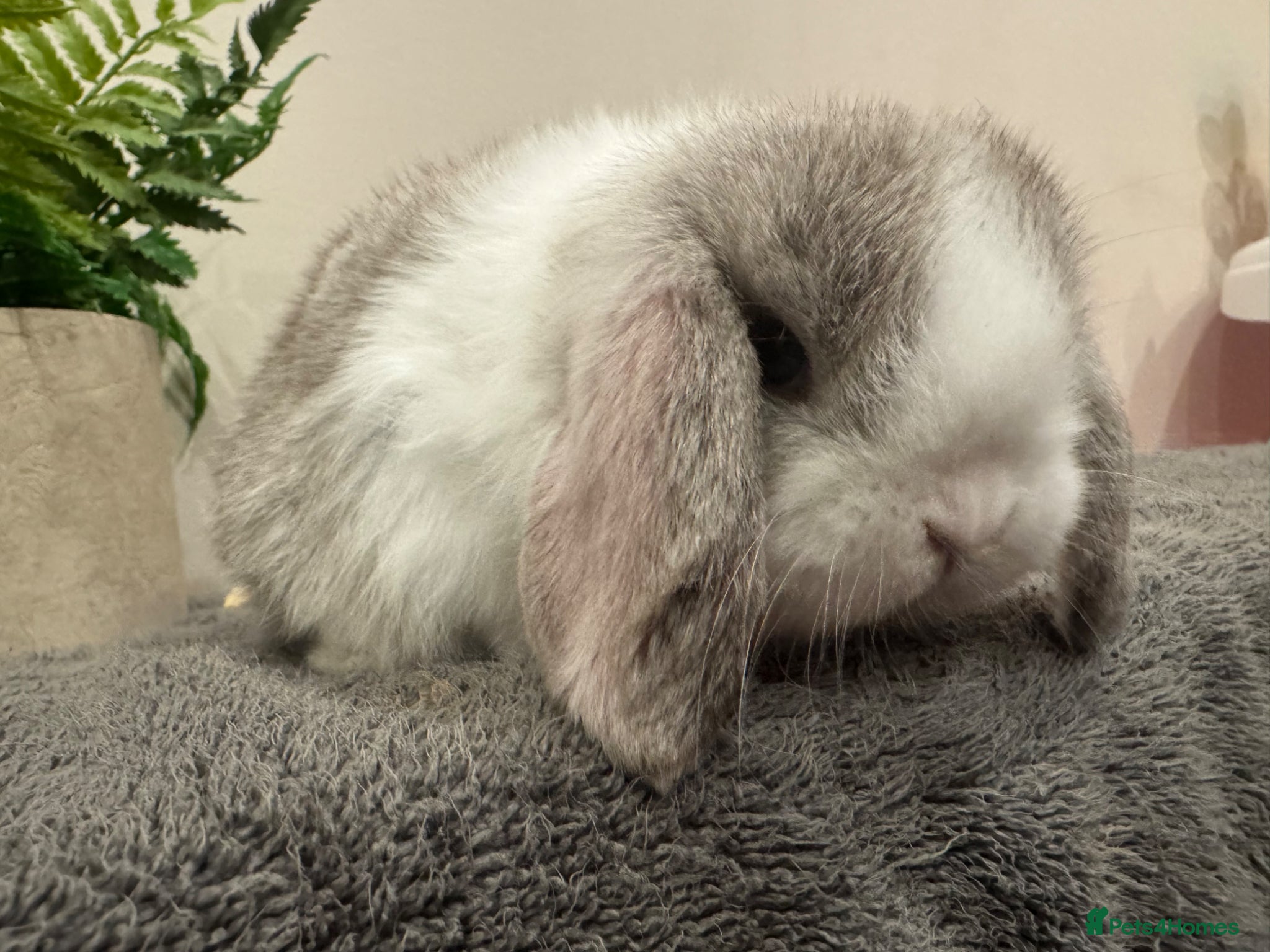 Mini Lop rabbits 🐰1 mini lop boy now ready to go 🐰 - Advert 2
