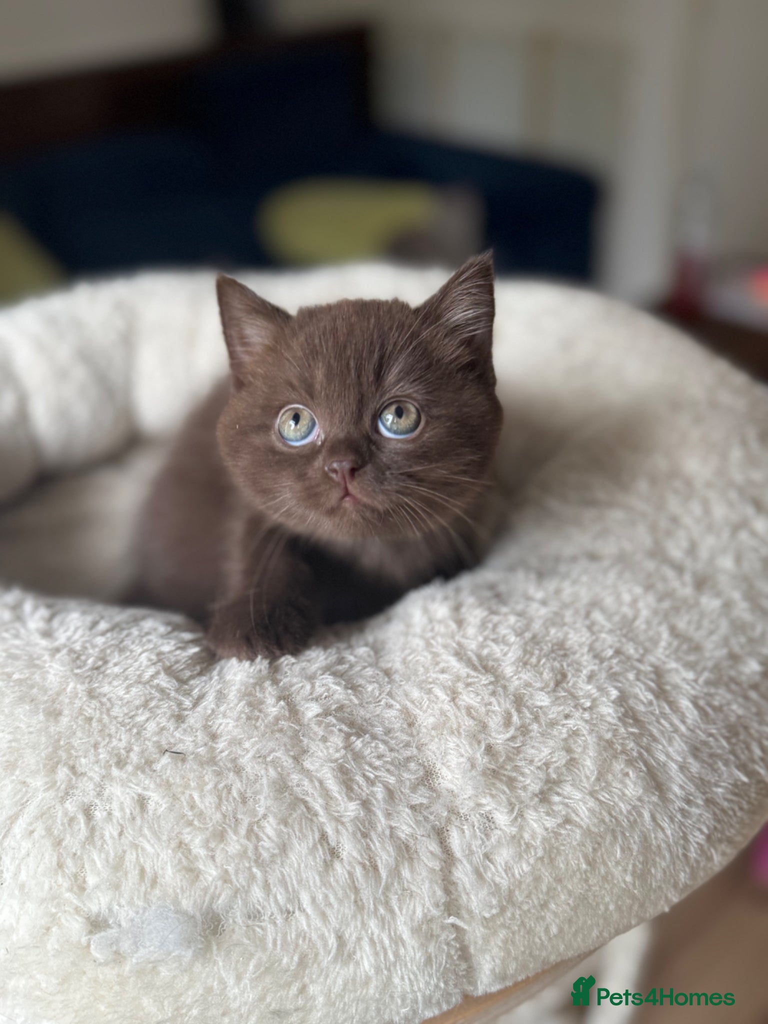 British Shorthair cats 🤎🍫Chocolate girl BSH TICA reg , last one ⭐️ - Advert 11
