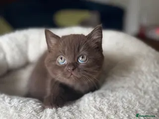 British Shorthair cats 🤎🍫Chocolate girl BSH TICA reg , last one ⭐️ - Advert 11