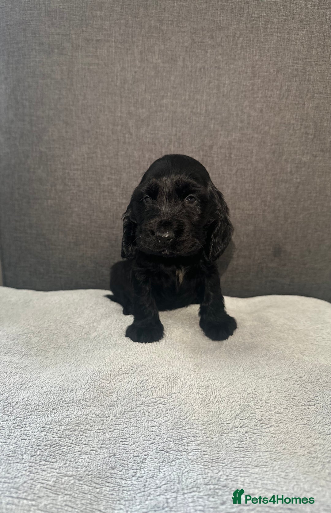 Cocker Spaniel dogs for sale: Beautiful Showtype cocker spaniels - Image 24