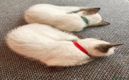 Siamese cats for sale: FULL Litter-trained SIAMESE kittens - Image 3