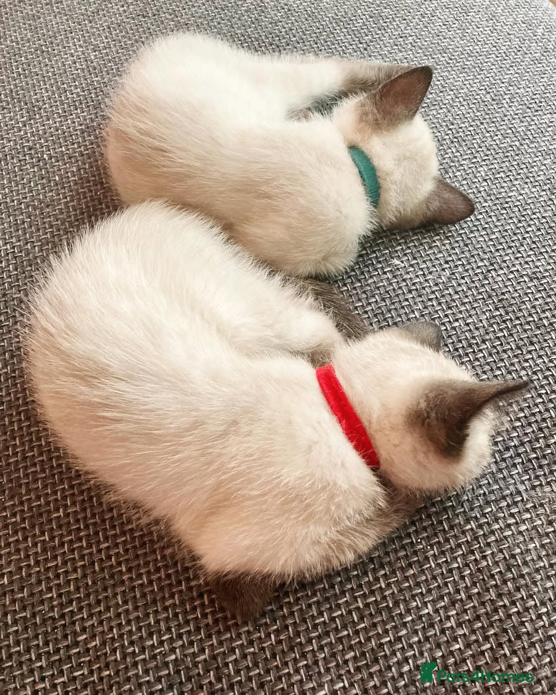 Siamese cats for sale: FULL Litter-trained SIAMESE kittens - Image 3