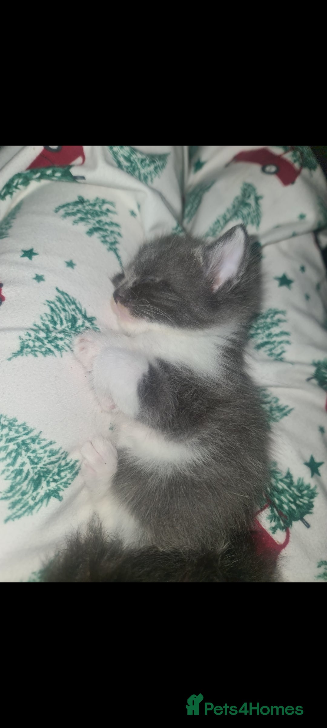 Mixed Breed cats for sale: Beautiful brothers  - Advert 5