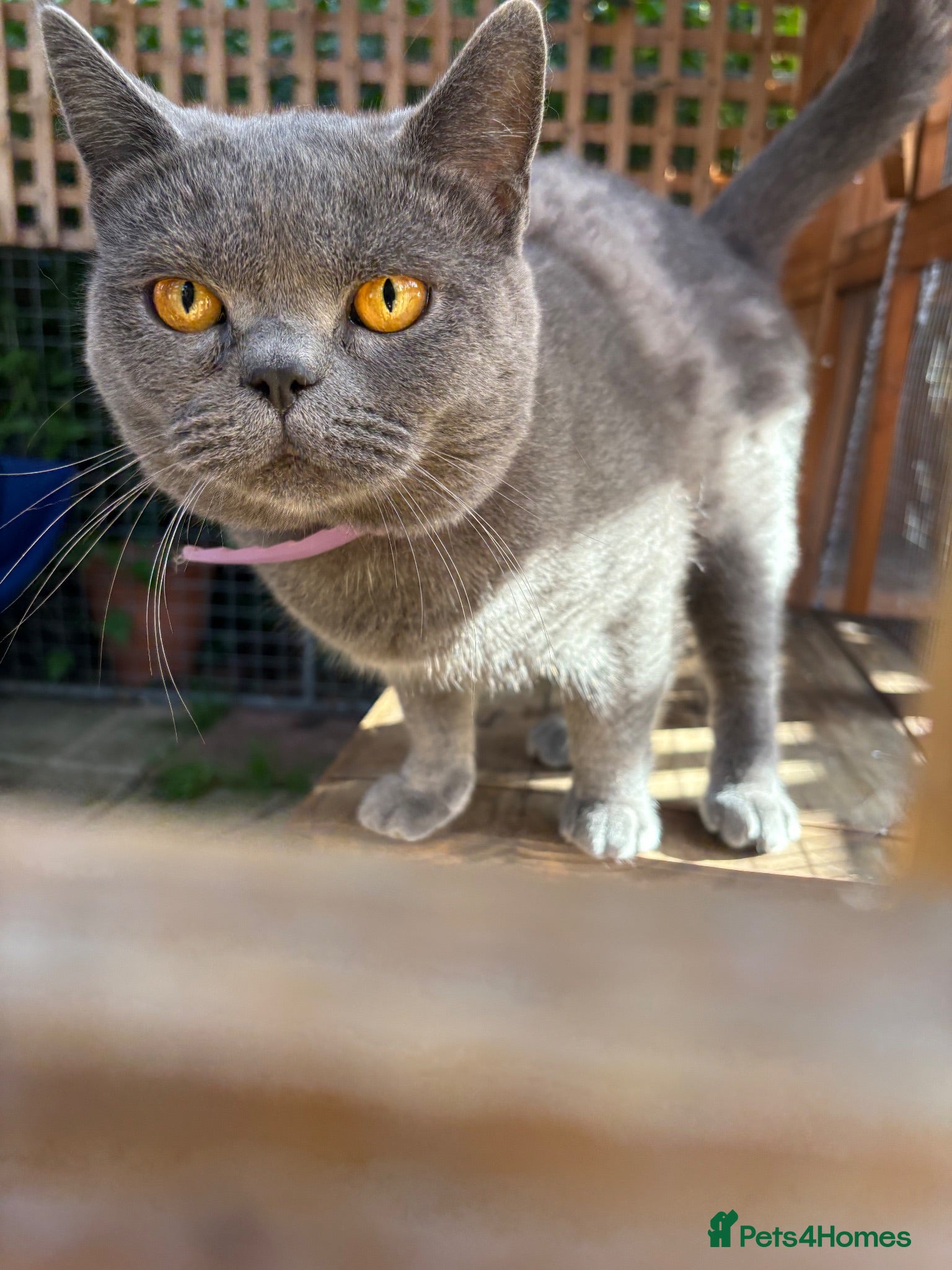 British Shorthair cats Beautiful British blue  - Advert 5