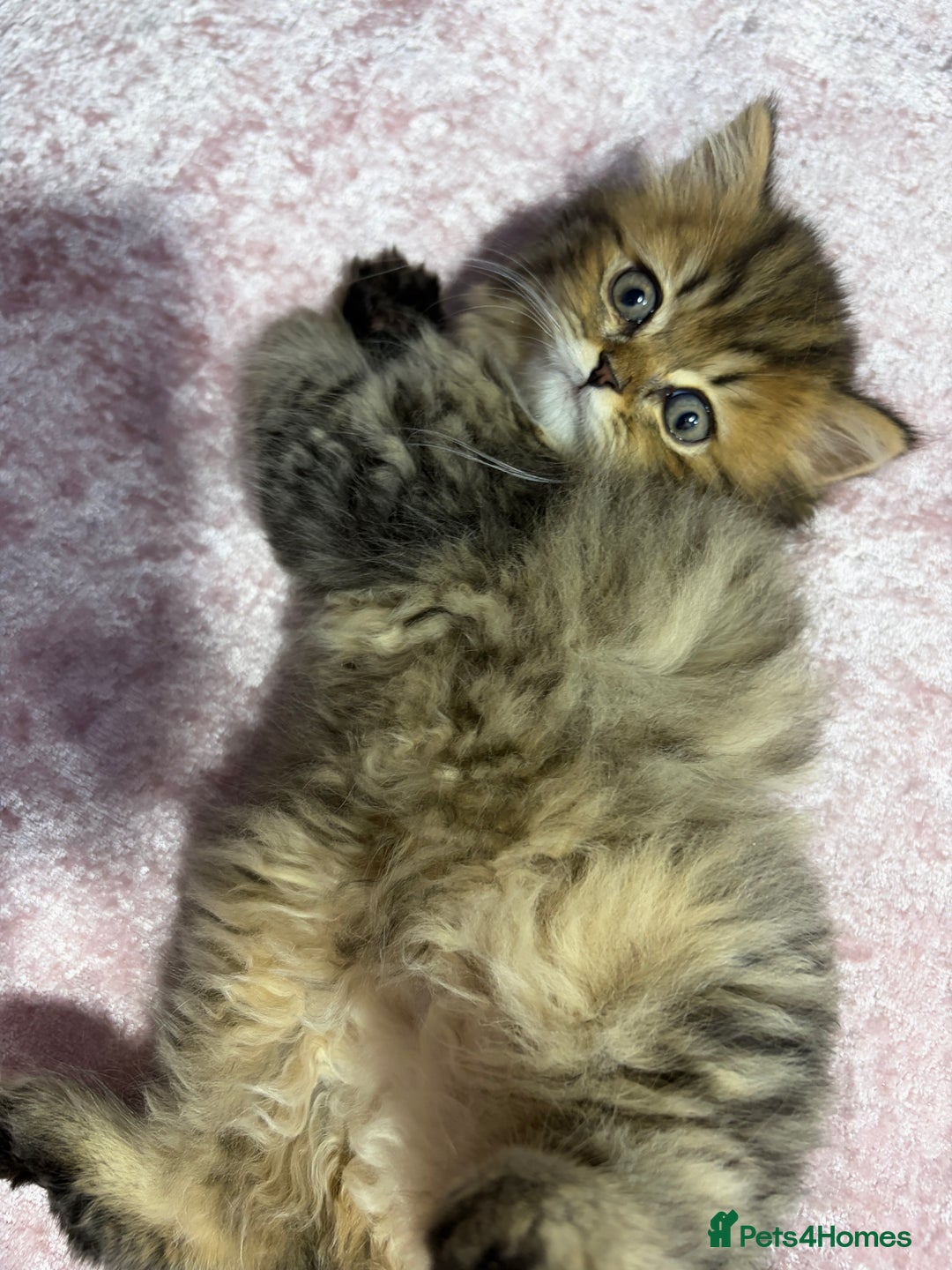 Mixed Breed cats for sale: British long hair X Chinchilla long hair - Advert 14