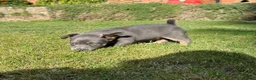 Jack Russell dogs for sale: Gorgeous miniature Jack Russell puppies ready now - Advert 8