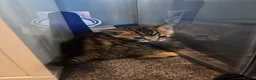 Bengal cats for sale: 5 mixed bengal kittens - Advert 11