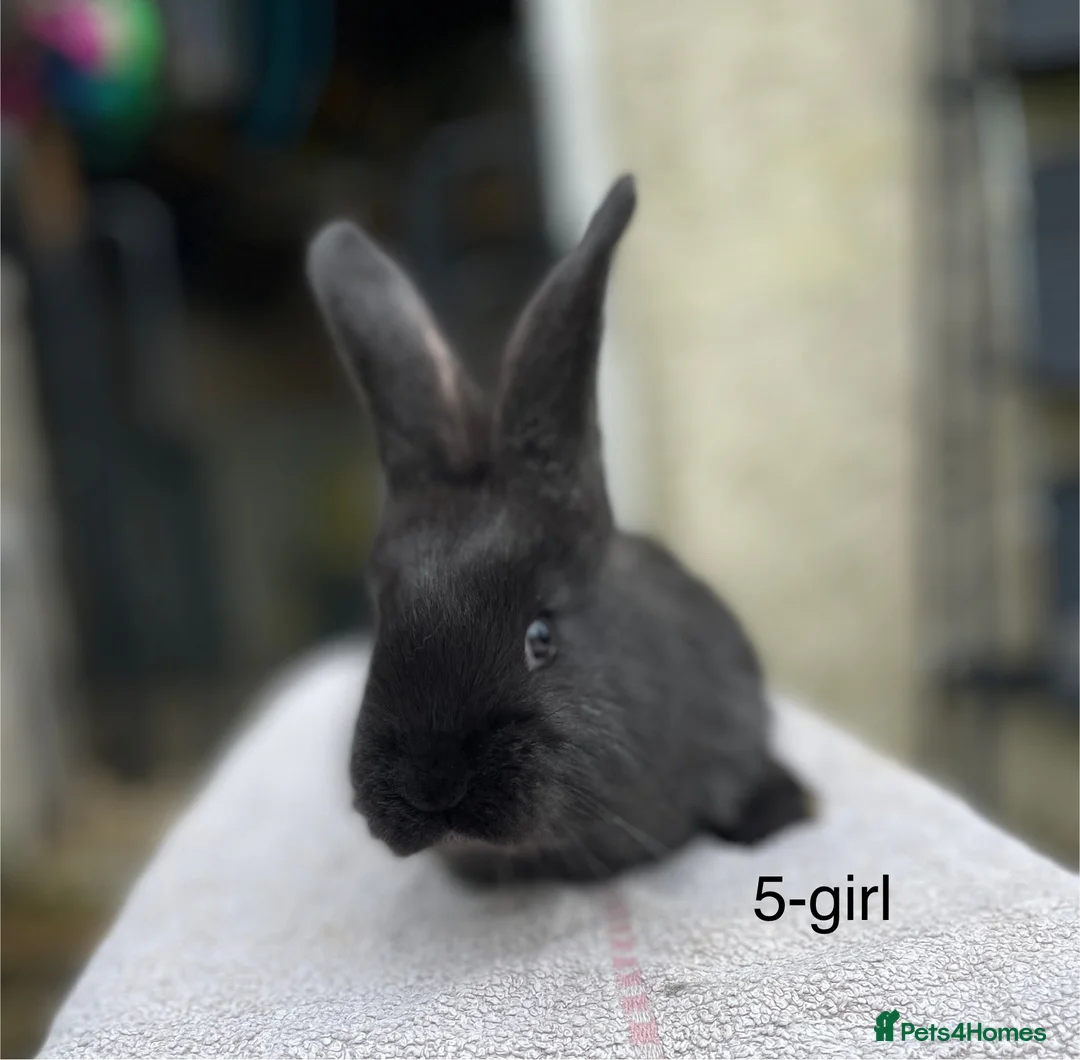 Continental Giant rabbits for sale: 💙5 week old pure bred continental giant 💙 - Advert 2