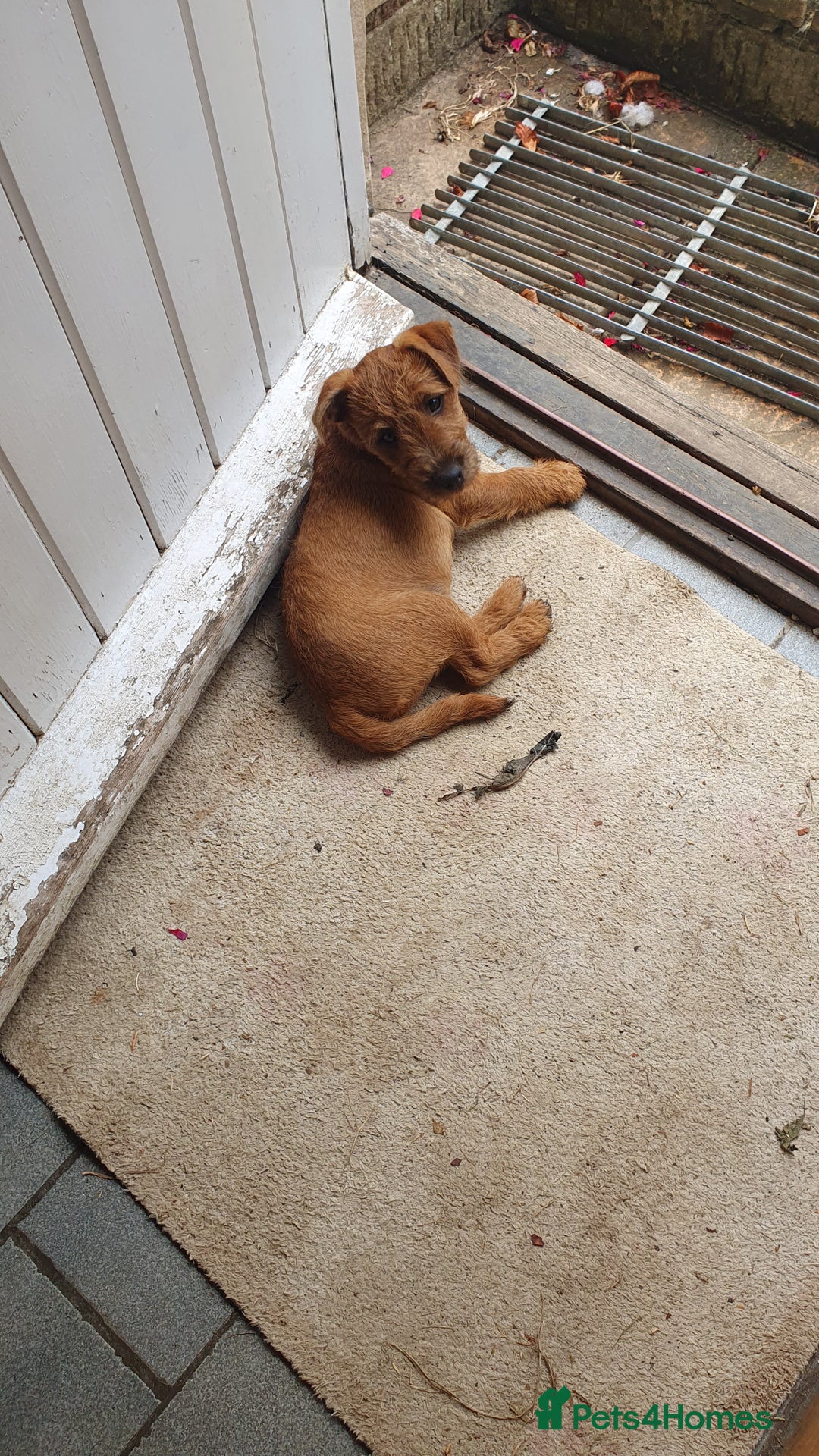 Mixed Breed dogs for sale: Lakeland /Parson bitch puppy - Image 1