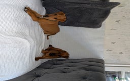Mixed Breed dogs for sale: whippet x pit - Image 9