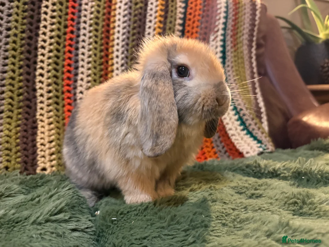 Mini Lop rabbits for sale: 2 girls left! Mini lop babies ready for new homes  - Advert 2