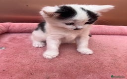 Mixed Breed cats for sale: Black kitten and white&black kitten available  - Image 7