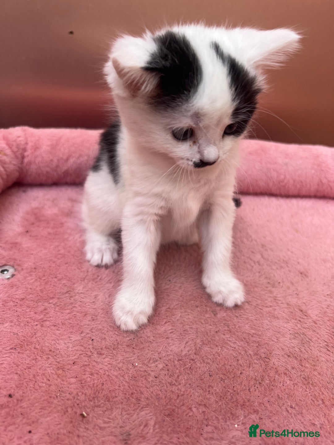 Mixed Breed cats for sale: Black kitten and white&black kitten available  - Image 7