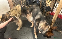 German Shepherd dogs for stud: KC sable male for stud  in Birmingham - Image 4