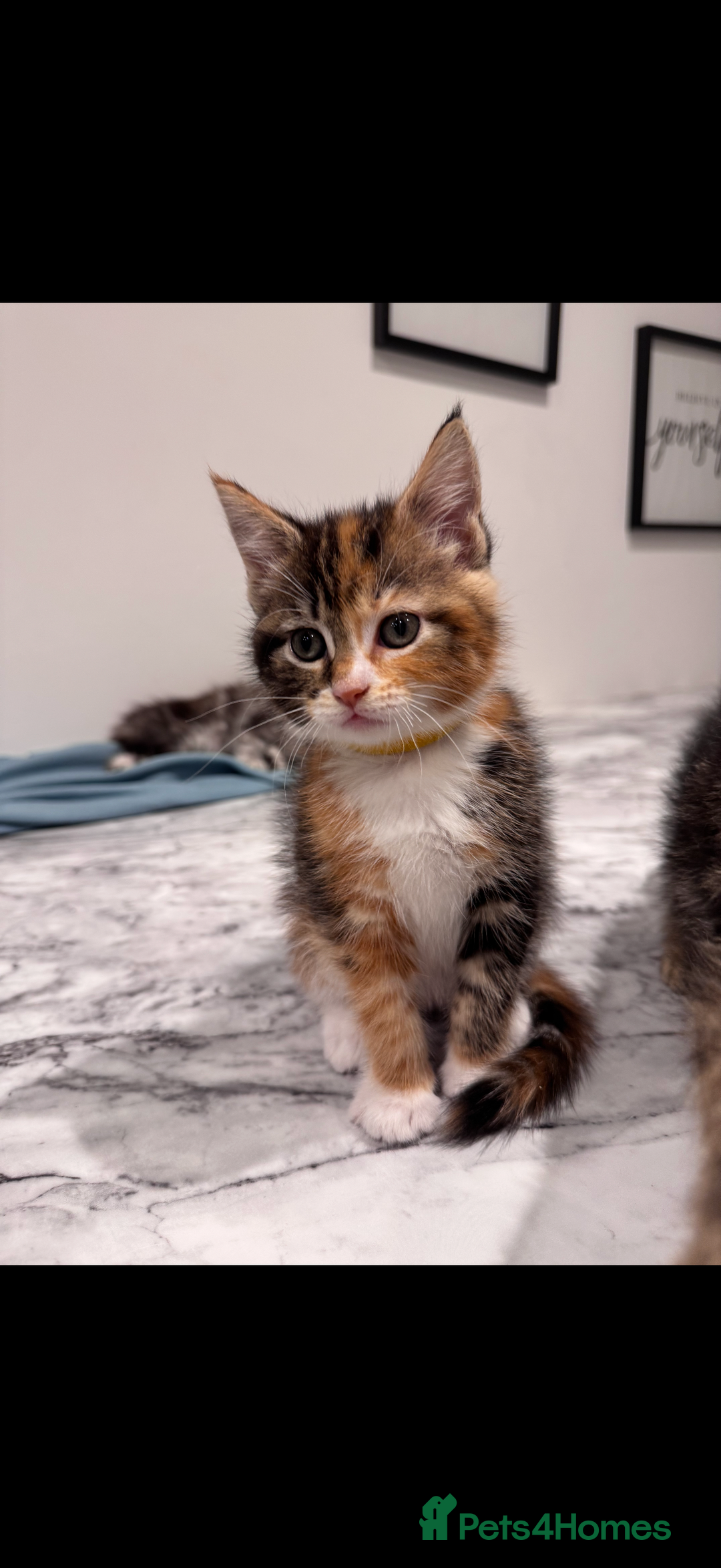 Mixed Breed cats for sale: Maine coon / Tabby kittens - Image 5