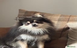 Pomeranian dogs for stud: Stunning KC Reg blue and tan Pom at Stud  in Ripon - Image 9