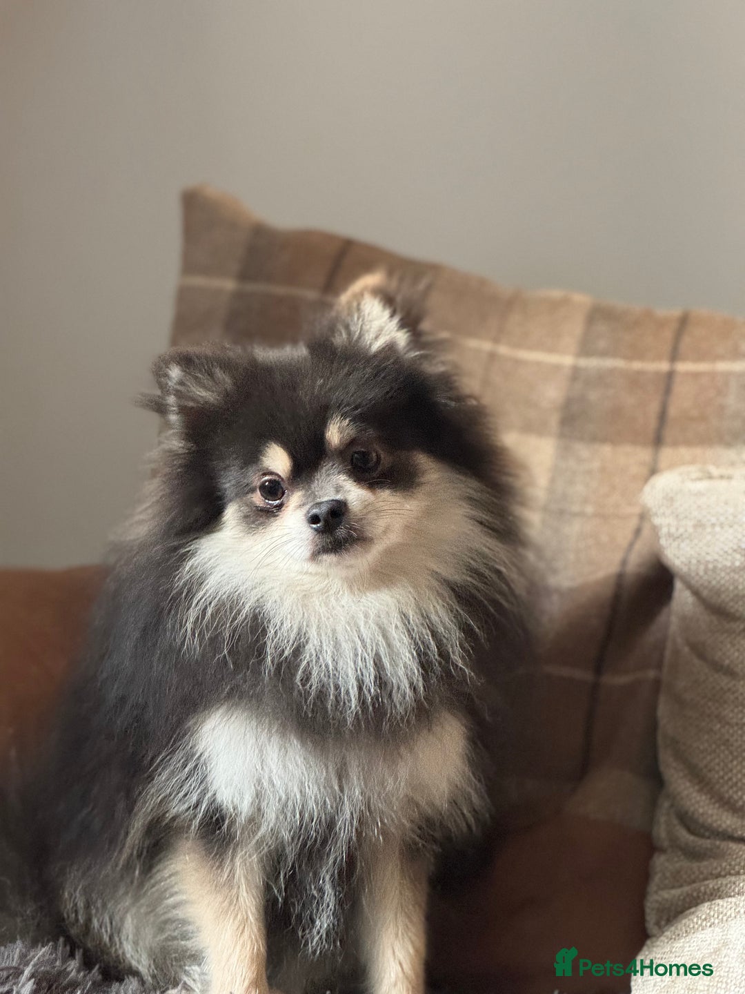 Pomeranian dogs for stud: Stunning KC Reg blue and tan Pom at Stud  in Ripon - Image 9