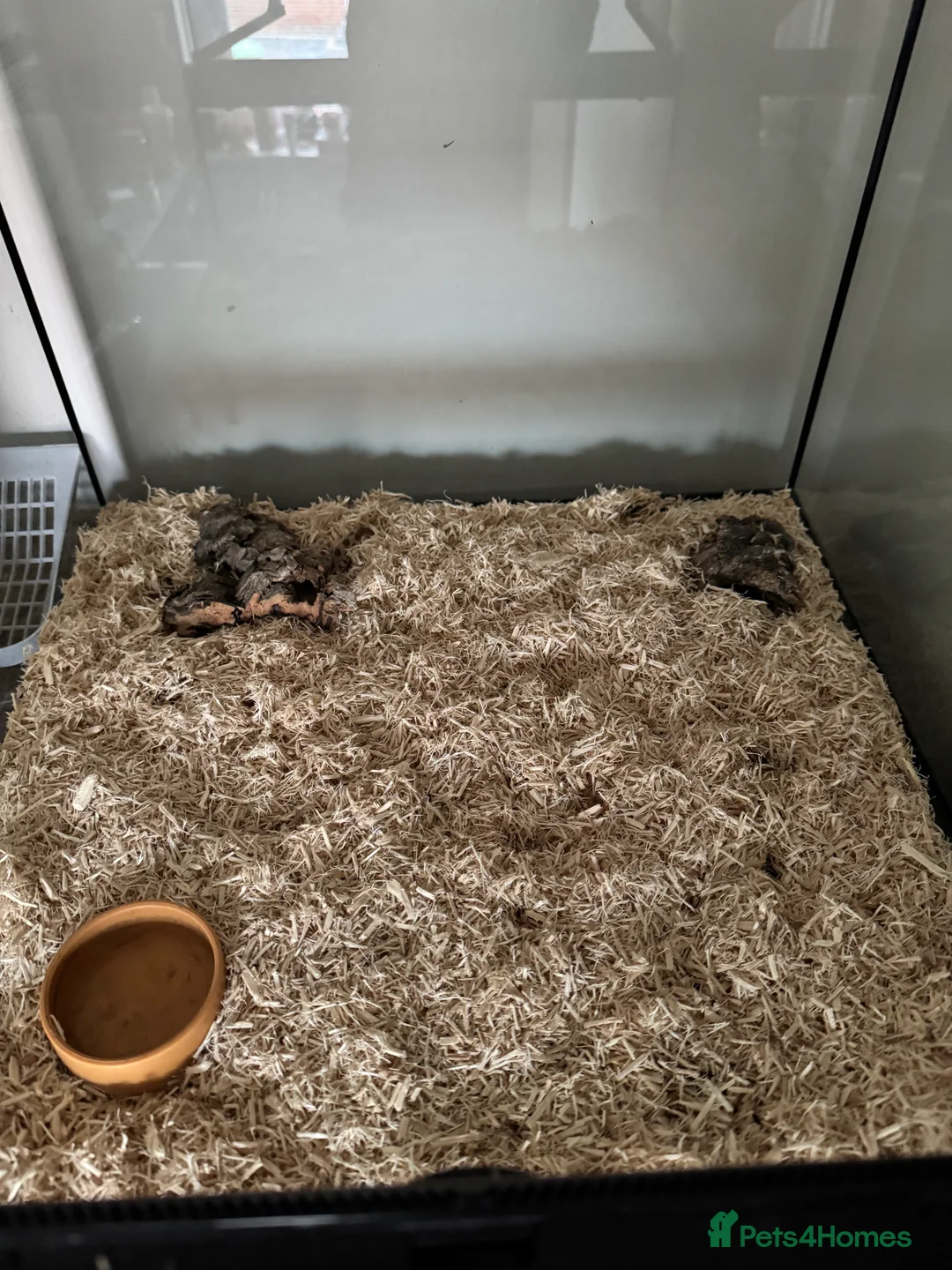 Snake reptiles for sale: Hognose snake + setup in Sunderland - Advert 2